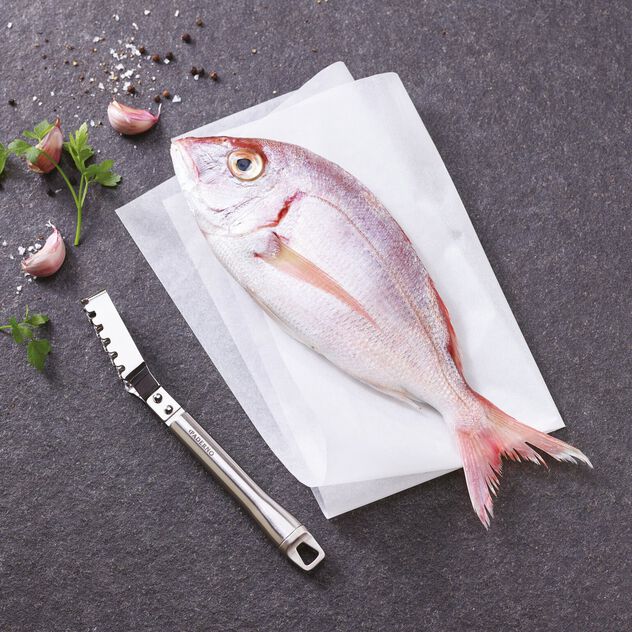 Squamapesce  image number 2