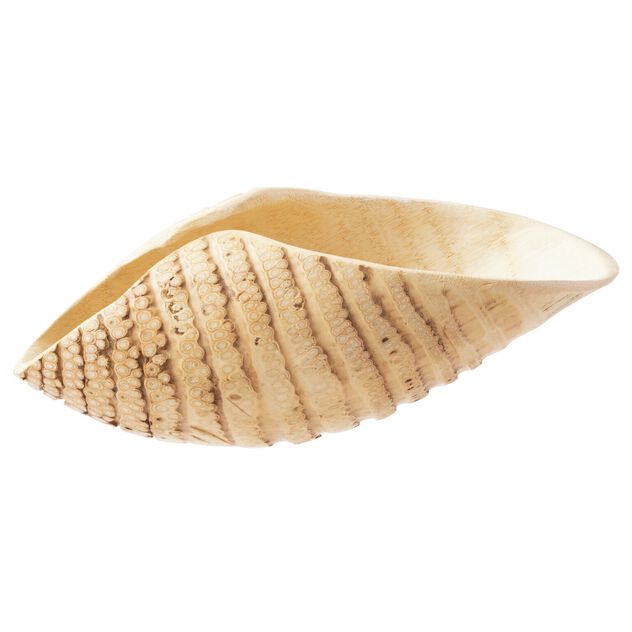 Showplate for sushi image number 2